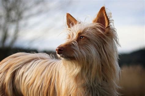 Types of Podenco